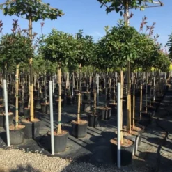 Glansmispel Op Stam (Photinia Fraseri 'Red Robin') 33 Glansmispel Op Stam (Photinia Fraseri 'Red Robin') -Tuin Verhaal Verkoopwinkel photinia 120 140cm stam 2