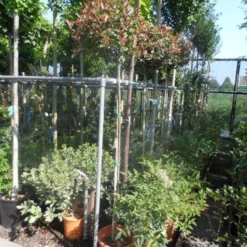 Glansmispel Op Stam (Photinia Fraseri 'Little Red Robin') -Tuin Verhaal Verkoopwinkel photinia fraseri little red robin 150stam c20