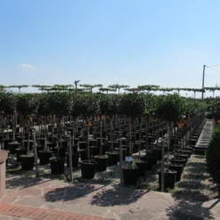 Glansmispel Op Stam (Photinia Fraseri 'Little Red Robin') -Tuin Verhaal Verkoopwinkel photinia fraseri little red robin halfstam