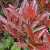 Glansmispel Als Boom (Photinia Fraseri 'Red Robin') -Tuin Verhaal Verkoopwinkel photinia fraseri red robin01 2