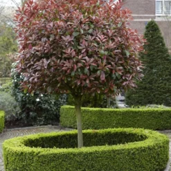 Glansmispel Als Boom (Photinia Fraseri 'Red Robin') -Tuin Verhaal Verkoopwinkel photinia fraseri red robin02