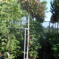 Glansmispel Als Boom (Photinia Fraseri 'Red Robin') -Tuin Verhaal Verkoopwinkel photinia fraseri red robin 10 12ho cont