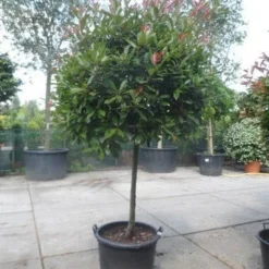 Glansmispel Op Stam (Photinia Fraseri 'Red Robin') 27 Glansmispel Op Stam (Photinia Fraseri 'Red Robin') -Tuin Verhaal Verkoopwinkel photinia fraseri red robin 100stam c160 solitair