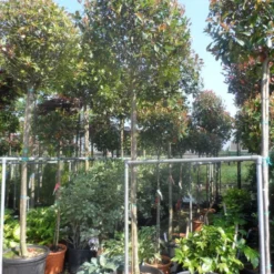 Glansmispel Als Boom (Photinia Fraseri 'Red Robin') -Tuin Verhaal Verkoopwinkel photinia fraseri red robin 12 14 16ho cont