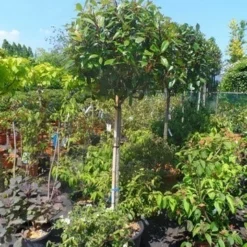 Glansmispel Op Stam (Photinia Fraseri 'Red Robin') 28 Glansmispel Op Stam (Photinia Fraseri 'Red Robin') -Tuin Verhaal Verkoopwinkel photinia fraseri red robin 120stam c50 extra