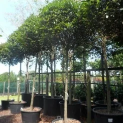 Glansmispel Als Boom (Photinia Fraseri 'Red Robin') -Tuin Verhaal Verkoopwinkel photinia fraseri red robin 18 20ho c160