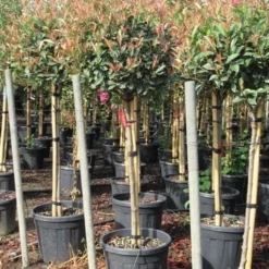 Glansmispel Op Stam (Photinia Fraseri 'Red Robin') 40 Glansmispel Op Stam (Photinia Fraseri 'Red Robin') -Tuin Verhaal Verkoopwinkel photinia fraseri red robin halfstam 7
