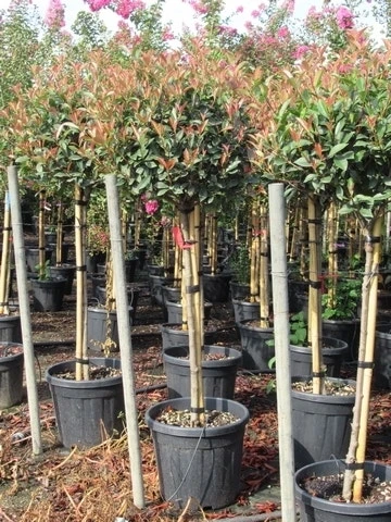 Glansmispel Op Stam (Photinia Fraseri 'Red Robin') 21 Glansmispel Op Stam (Photinia Fraseri 'Red Robin') - Afbeelding 19