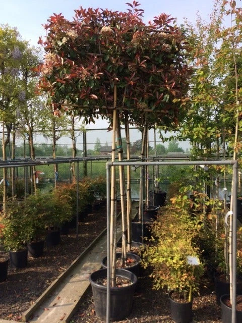 Glansmispel Als Leiboom (Photinia Fraseri 'Red Robin') 5 Glansmispel Als Leiboom (Photinia Fraseri 'Red Robin') - Afbeelding 3