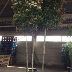 Glansmispel Als Leiboom (Photinia Fraseri 'Red Robin') 10 Glansmispel Als Leiboom (Photinia Fraseri 'Red Robin') -Tuin Verhaal Verkoopwinkel photinia lei 12 14cm