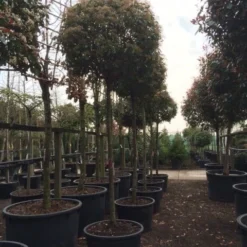 Glansmispel Als Boom (Photinia Fraseri 'Red Robin') -Tuin Verhaal Verkoopwinkel photinia red robin 2025
