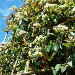 Glansmispel Als Leiboom (Photinia Fraseri 'Red Robin') 11 Glansmispel Als Leiboom (Photinia Fraseri 'Red Robin') -Tuin Verhaal Verkoopwinkel photinialeiboom01