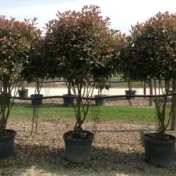 Meerstammige Glansmispel (Photinia Fraseri 'Red Robin') -Tuin Verhaal Verkoopwinkel photiniaredrobinmeerstammig02