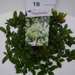 Dwergrhododendron (Rhododendron 'Princess- Anne') -Tuin Verhaal Verkoopwinkel pincess ann c2 boven