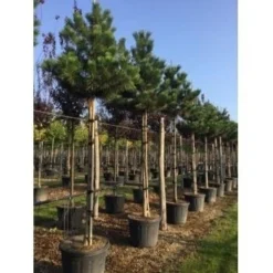 Oostenrijkse Den Als Boom (Pinus Nigra Nigra) 33 Oostenrijkse Den Als Boom (Pinus Nigra Nigra) -Tuin Verhaal Verkoopwinkel pinus nigra nigra 18 20