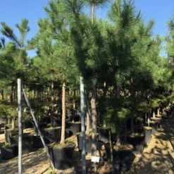 Oostenrijkse Den Als Boom (Pinus Nigra Nigra) 25 Oostenrijkse Den Als Boom (Pinus Nigra Nigra) -Tuin Verhaal Verkoopwinkel pinus nigra nigra 1820