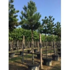 Oostenrijkse Den Als Boom (Pinus Nigra Nigra) 37 Oostenrijkse Den Als Boom (Pinus Nigra Nigra) -Tuin Verhaal Verkoopwinkel pinus nigra nigra 20 25