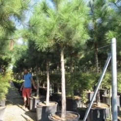 Oostenrijkse Den Als Boom (Pinus Nigra Nigra) 34 Oostenrijkse Den Als Boom (Pinus Nigra Nigra) -Tuin Verhaal Verkoopwinkel pinus nigra nigra 20 25 2