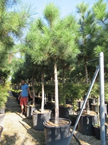Oostenrijkse Den Als Boom (Pinus Nigra Nigra) 15 Oostenrijkse Den Als Boom (Pinus Nigra Nigra) - Afbeelding 13