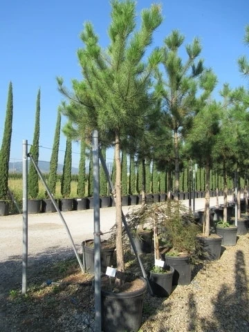 Oostenrijkse Den Als Boom (Pinus Nigra Nigra) 16 Oostenrijkse Den Als Boom (Pinus Nigra Nigra) - Afbeelding 14