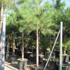 Oostenrijkse Den Als Boom (Pinus Nigra Nigra) 36 Oostenrijkse Den Als Boom (Pinus Nigra Nigra) -Tuin Verhaal Verkoopwinkel pinus nigra nigra 20 25 4