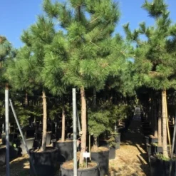 Oostenrijkse Den Als Boom (Pinus Nigra Nigra) 26 Oostenrijkse Den Als Boom (Pinus Nigra Nigra) -Tuin Verhaal Verkoopwinkel pinus nigra nigra 2025