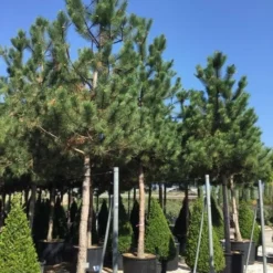 Oostenrijkse Den Als Boom (Pinus Nigra Nigra) 39 Oostenrijkse Den Als Boom (Pinus Nigra Nigra) -Tuin Verhaal Verkoopwinkel pinus nigra nigra 30 35
