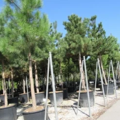 Oostenrijkse Den Als Boom (Pinus Nigra Nigra) 30 Oostenrijkse Den Als Boom (Pinus Nigra Nigra) -Tuin Verhaal Verkoopwinkel pinus nigra nigra 4