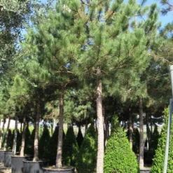 Oostenrijkse Den Als Boom (Pinus Nigra Nigra) 32 Oostenrijkse Den Als Boom (Pinus Nigra Nigra) -Tuin Verhaal Verkoopwinkel pinus nigra nigra 5