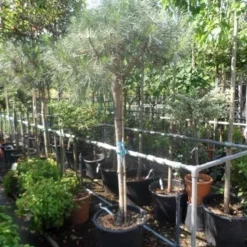 Parasolden Op Stam (Pinus Pinea) -Tuin Verhaal Verkoopwinkel pinus pinea 120 150stam c50