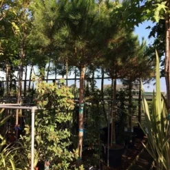 Parasolden Op Stam (Pinus Pinea) -Tuin Verhaal Verkoopwinkel pinus pinea 2025cm stam 200cm