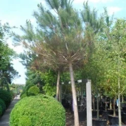 Parasolden Op Stam (Pinus Pinea) -Tuin Verhaal Verkoopwinkel pinus pinea 30 40ho c350