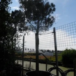 Parasolden Op Stam (Pinus Pinea) -Tuin Verhaal Verkoopwinkel pinus pinea 35 40 ho c750