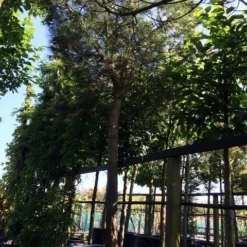 Parasolden Op Stam (Pinus Pinea) -Tuin Verhaal Verkoopwinkel pinus pinea 3540cm c750 250cm stam