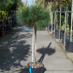 Parasolden Op Stam (Pinus Pinea) -Tuin Verhaal Verkoopwinkel pinus pinea halfstam c30