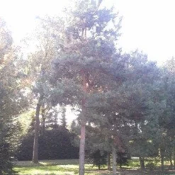 Grove Den (Pinus Sylvestris) 11 Grove Den (Pinus Sylvestris) -Tuin Verhaal Verkoopwinkel pinus sylvestris 60 70 1
