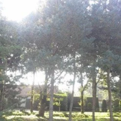 Grove Den (Pinus Sylvestris) 10 Grove Den (Pinus Sylvestris) -Tuin Verhaal Verkoopwinkel pinus sylvestris 60 70 2