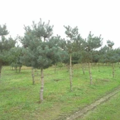 Grove Den (Pinus Sylvestris) 12 Grove Den (Pinus Sylvestris) -Tuin Verhaal Verkoopwinkel pinus sylvestris opstam