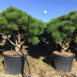 Meerstammige Japanse Pijnboom (Pinus Parviflora 'Brevifolia') 7 Meerstammige Japanse Pijnboom (Pinus Parviflora 'Brevifolia') -Tuin Verhaal Verkoopwinkel pinusbrevifoliameerstammig02
