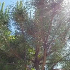 Parasolden (Pinus Pinea) -Tuin Verhaal Verkoopwinkel pinuspinea01