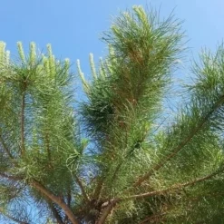 Parasolden (Pinus Pinea) -Tuin Verhaal Verkoopwinkel pinuspinea02