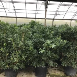 Australische Laurier (Pittosporum Tobira) 13 Australische Laurier (Pittosporum Tobira) -Tuin Verhaal Verkoopwinkel pittosporum