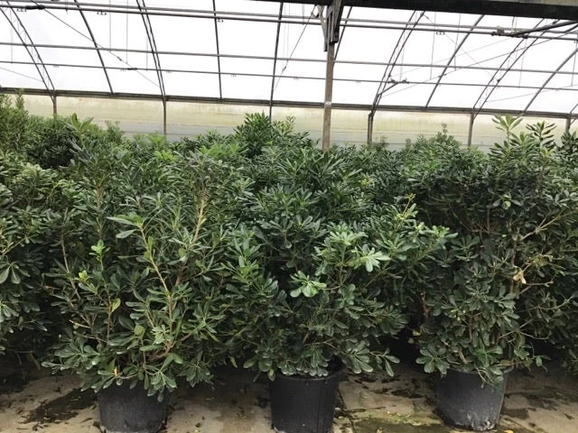 Australische Laurier (Pittosporum Tobira) 8 Australische Laurier (Pittosporum Tobira) - Afbeelding 6