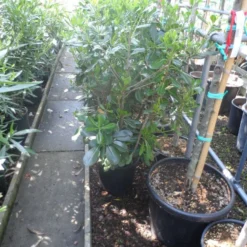 Australische Laurier (Pittosporum Tobira) 10 Australische Laurier (Pittosporum Tobira) -Tuin Verhaal Verkoopwinkel pittosporum tobira c10