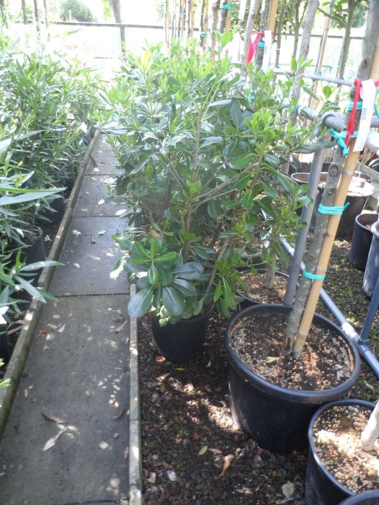 Australische Laurier (Pittosporum Tobira) 5 Australische Laurier (Pittosporum Tobira) - Afbeelding 3