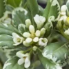 Australische Laurier (Pittosporum Tobira 'Variegatum') -Tuin Verhaal Verkoopwinkel pittosporum tobira variegatum