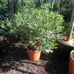 Australische Laurier (Pittosporum Tobira 'Variegatum') -Tuin Verhaal Verkoopwinkel pittosporum tobira variegatum c10