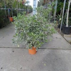 Australische Laurier (Pittosporum Tobira 'Variegatum') -Tuin Verhaal Verkoopwinkel pittosporum tobira variegatum c10