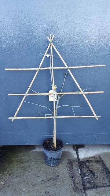 Lei-Pruim (Prunus Domestica 'Belle De Louvain') 3 Lei-Pruim (Prunus Domestica 'Belle De Louvain') - Afbeelding 2