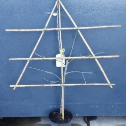 Lei-Pruim (Prunus Domestica 'Mirabelle De Nancy') 7 Lei-Pruim (Prunus Domestica 'Mirabelle De Nancy') -Tuin Verhaal Verkoopwinkel pruim lei 1 8